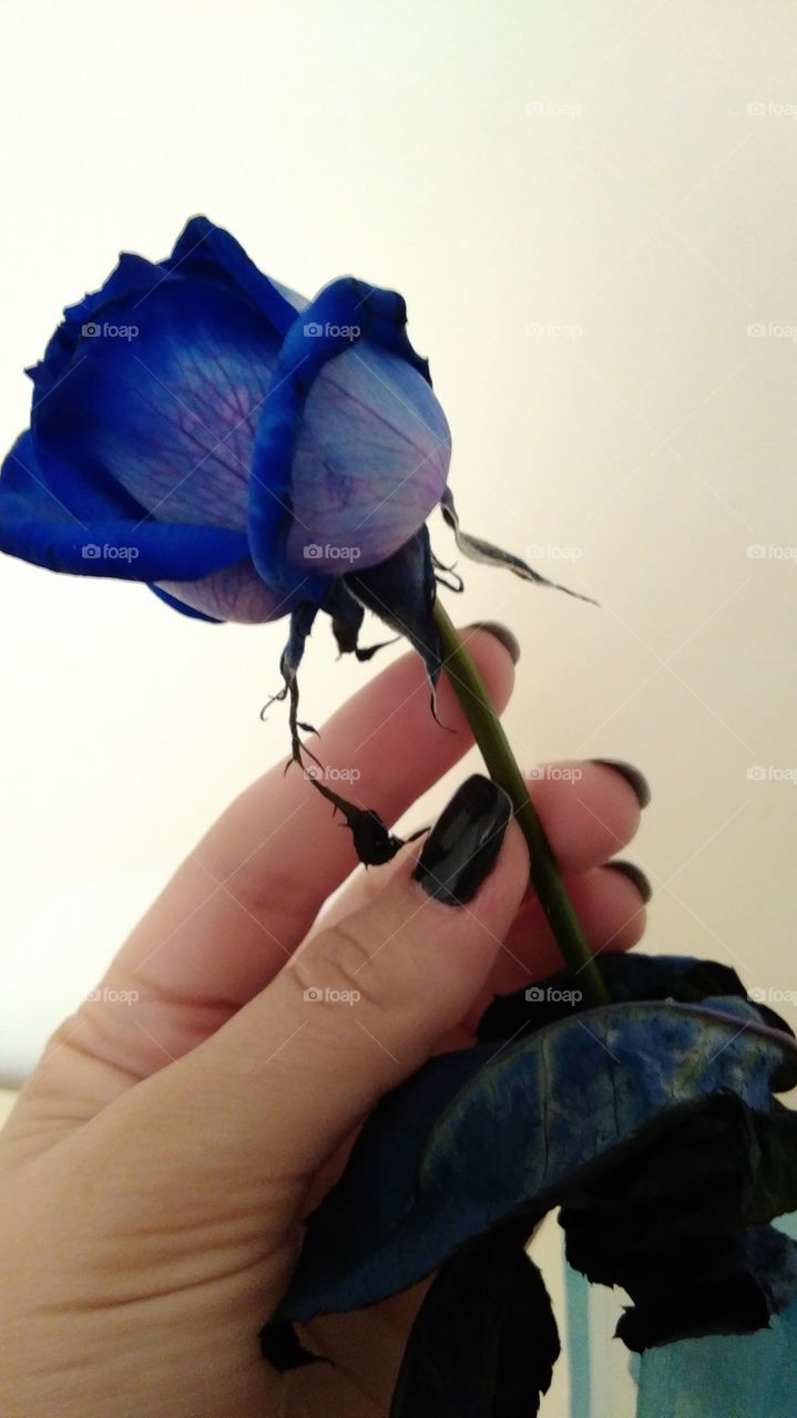 Blue rose 🌹 ..