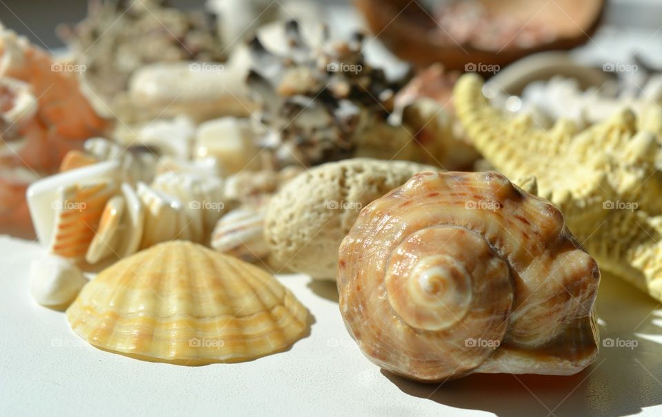 Close -up seashells
