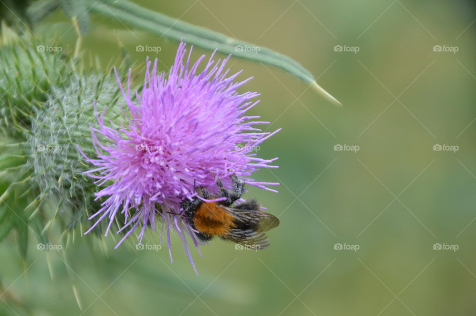 Bumblebee On A Wildflower
