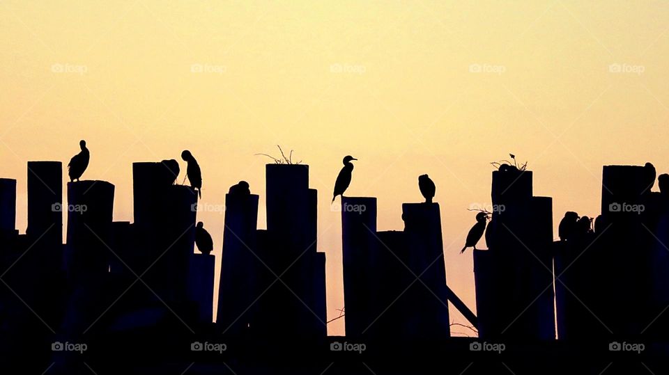 The silhouette of multiple cormorants stands out against a golden yellow sunset 