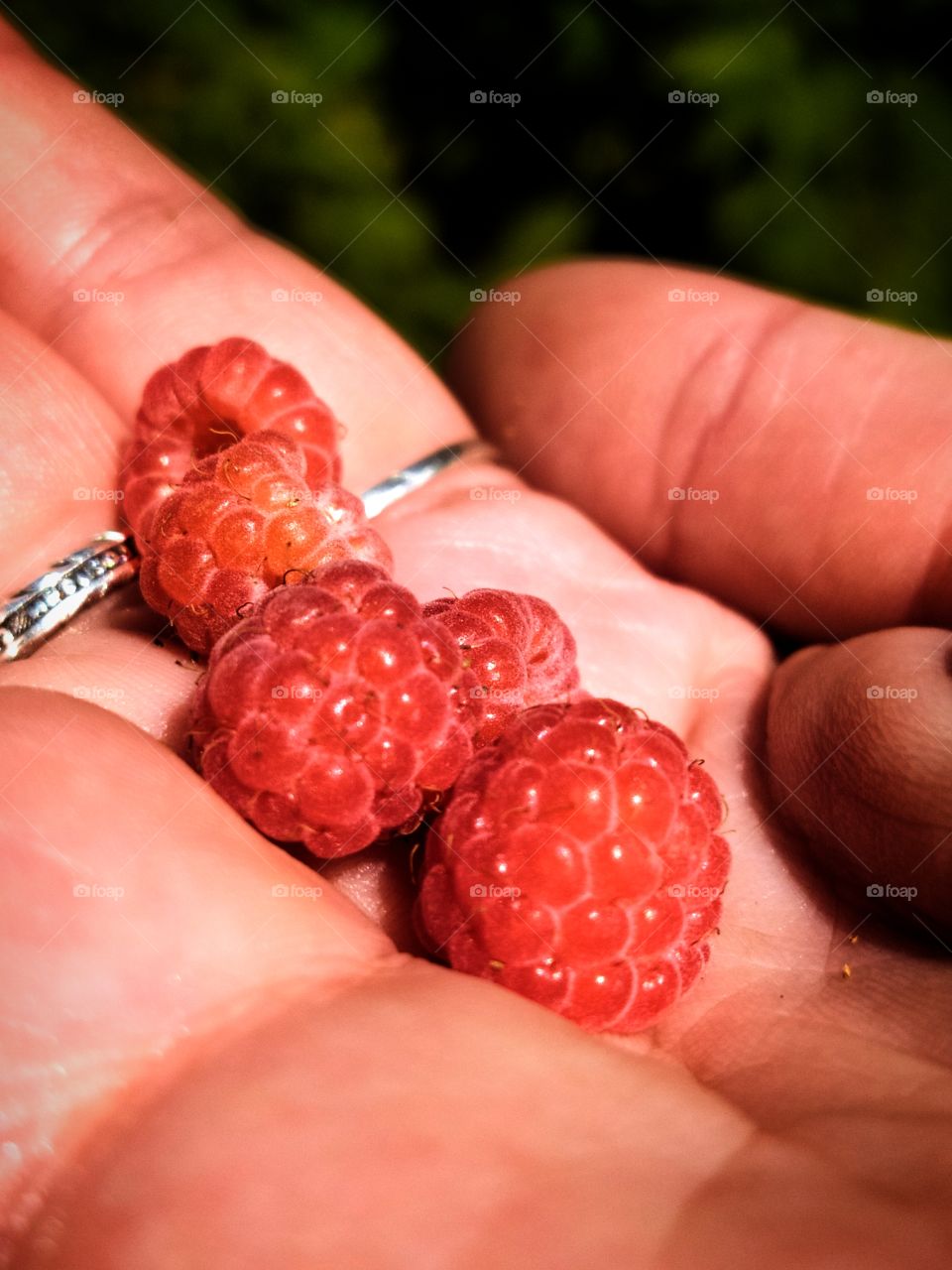 Fresh raspberries in hand