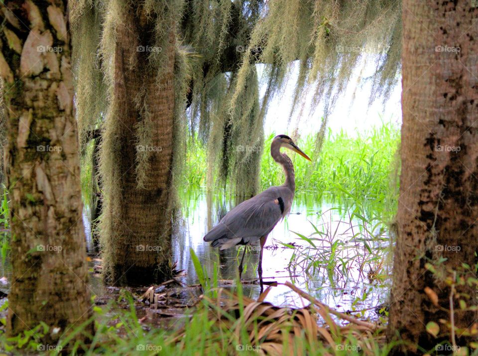 gray heron in the wetlands