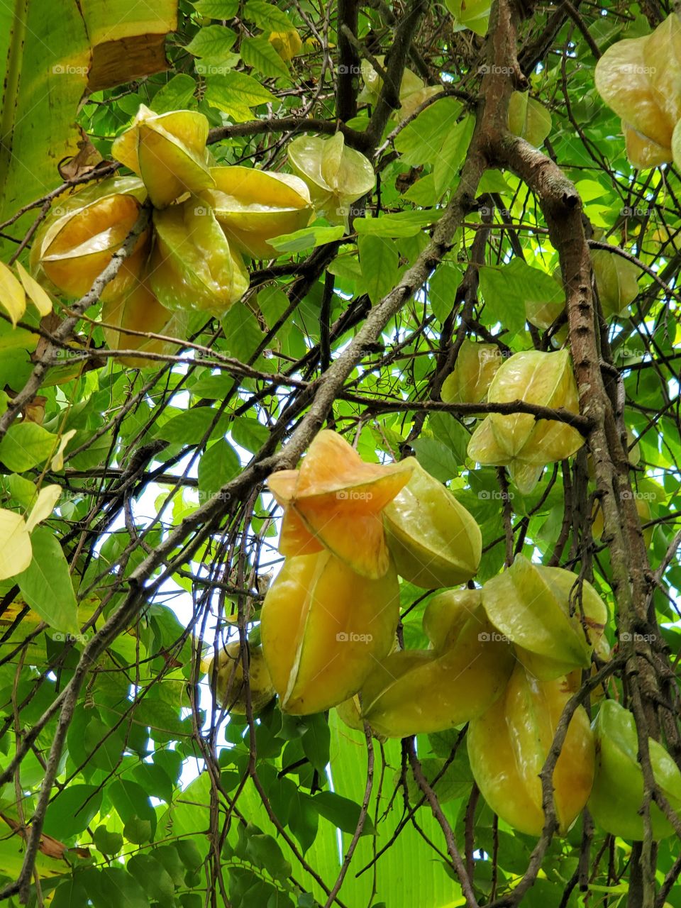 starfruits
