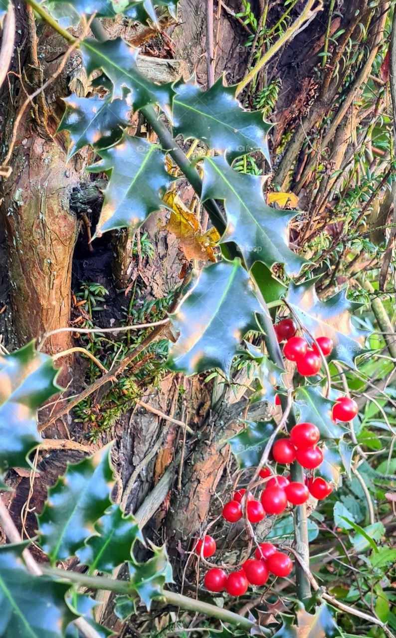 holly and its berries