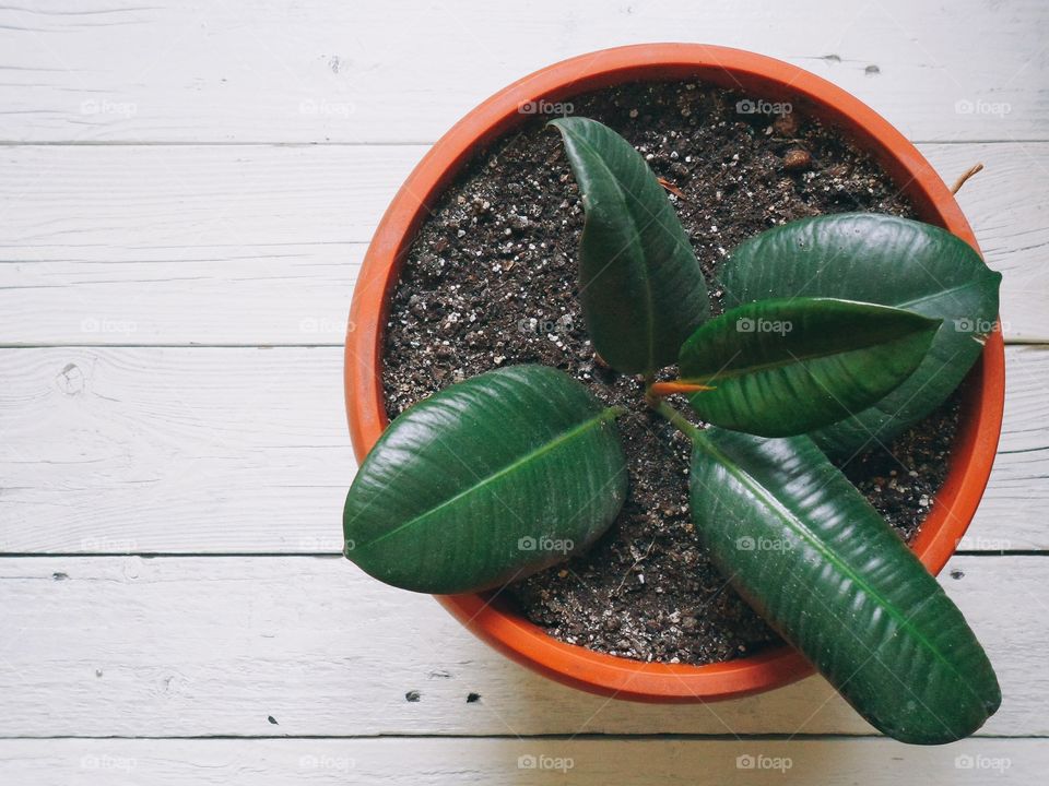 High angle view of plant