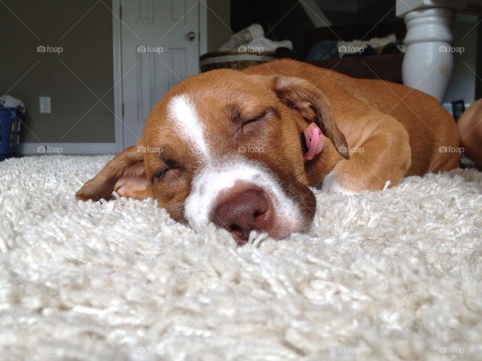 collar ears nose eyes by msanch