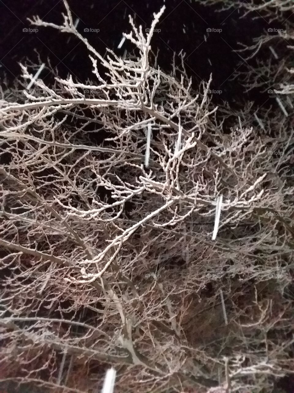 tree covered in snow