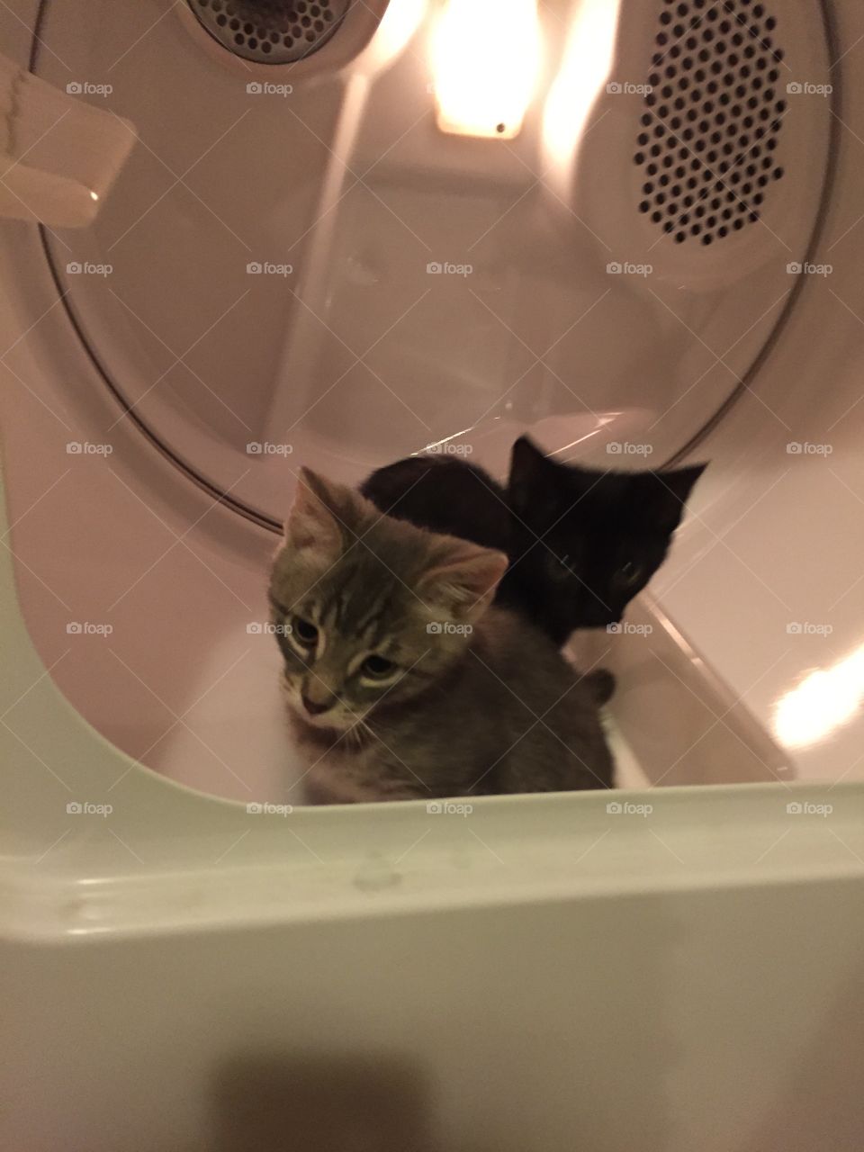 Flashback to when my kitties were just babies and were curious about the dryer 