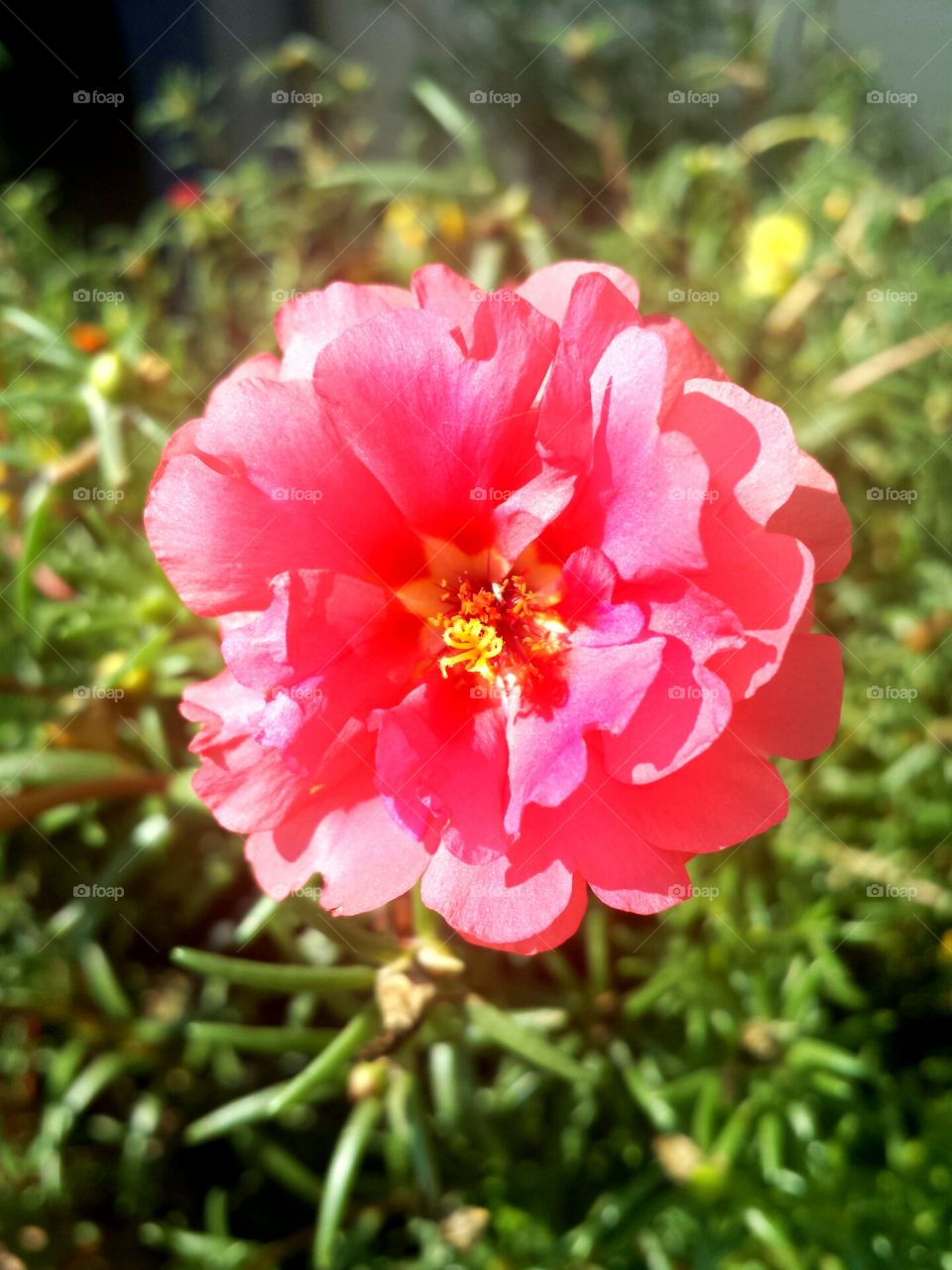 pink moss rose