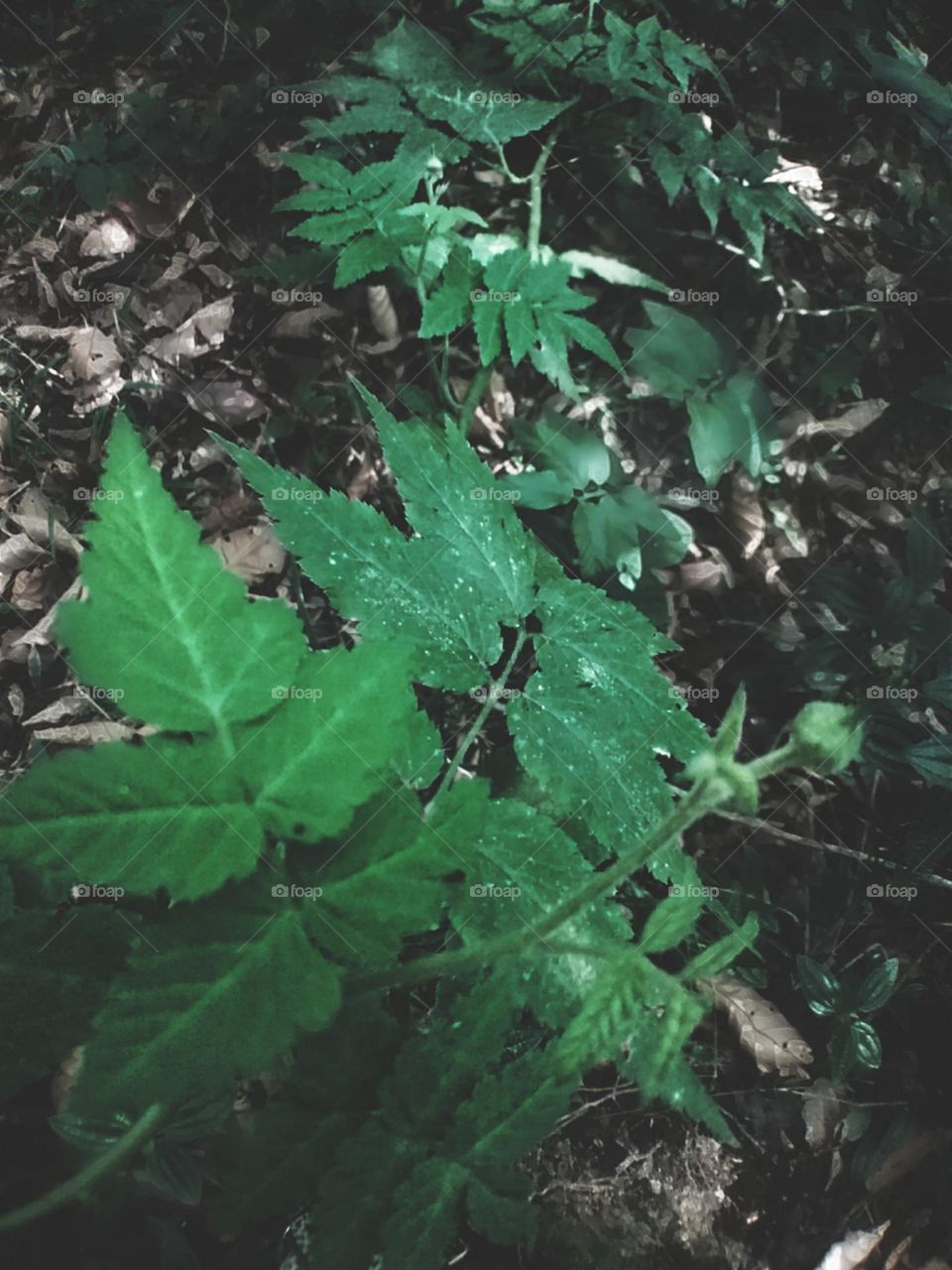 No paraíso tem amoras