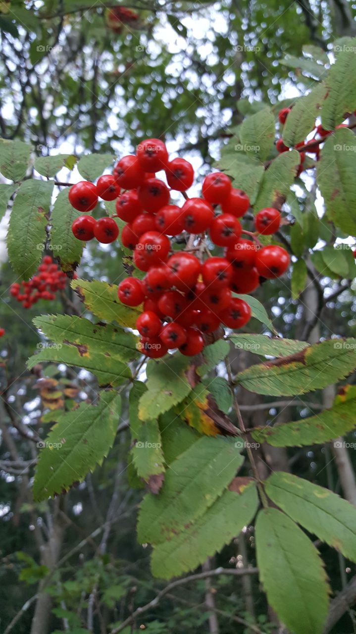 red berries