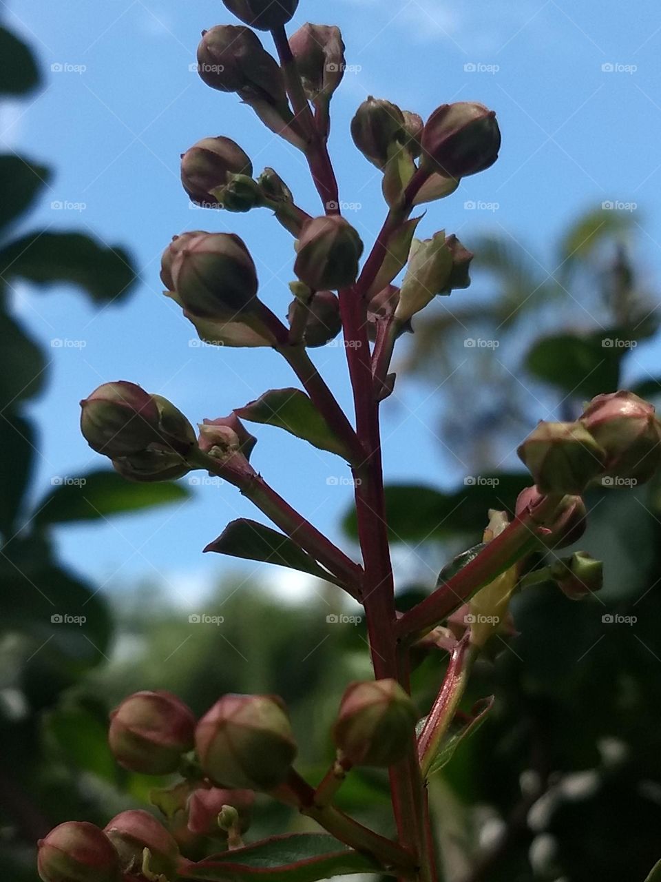 flowers seeds and blue sky
