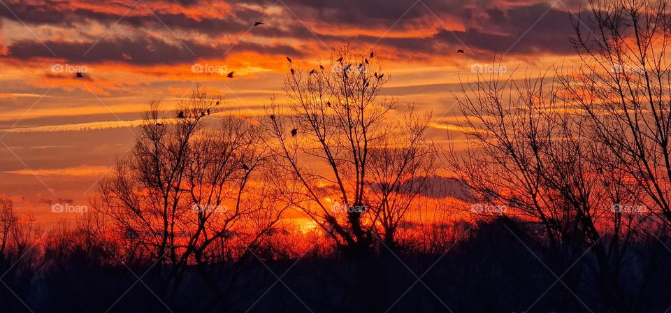 View of red sky in last moments of sunset with birds siting on the tree and flying around
