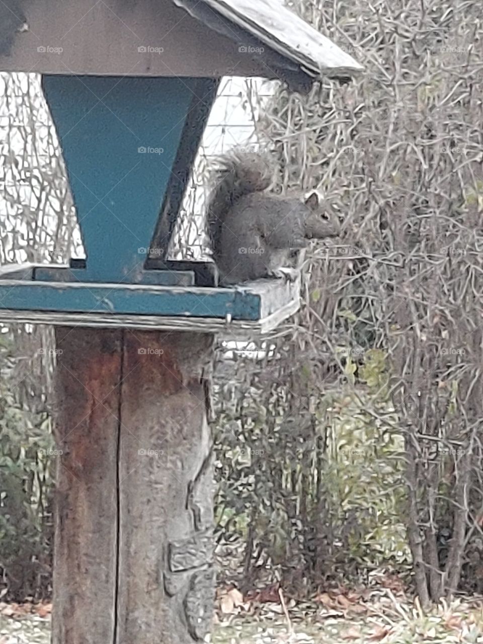 Squirrel