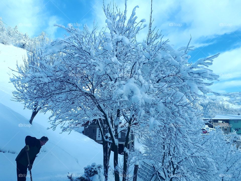wood covered with snow