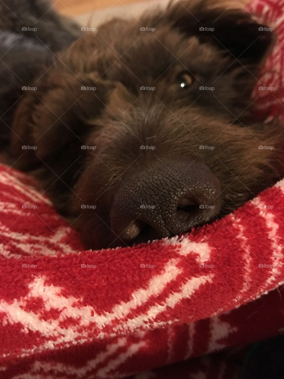 sleepy Dog nose on Christmas blanket