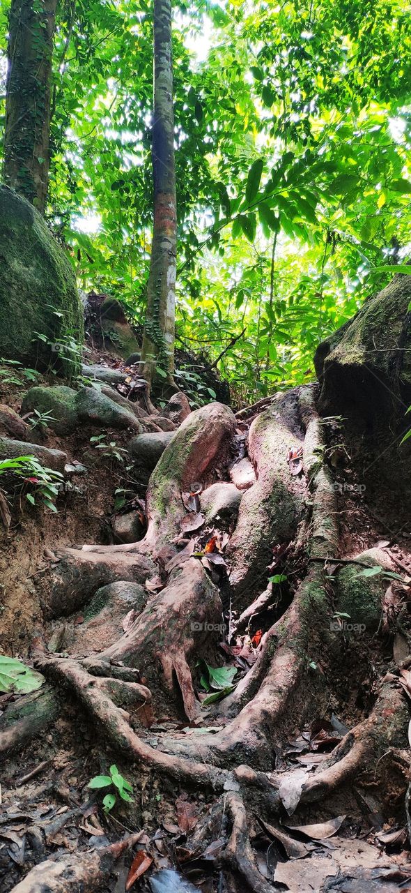 The tree's root gripped the soil and rock together and created this amazing nature. This was not usually seen at city but forest.