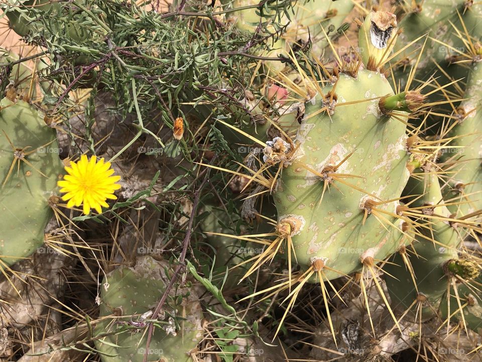 Beautiful yellow flower 