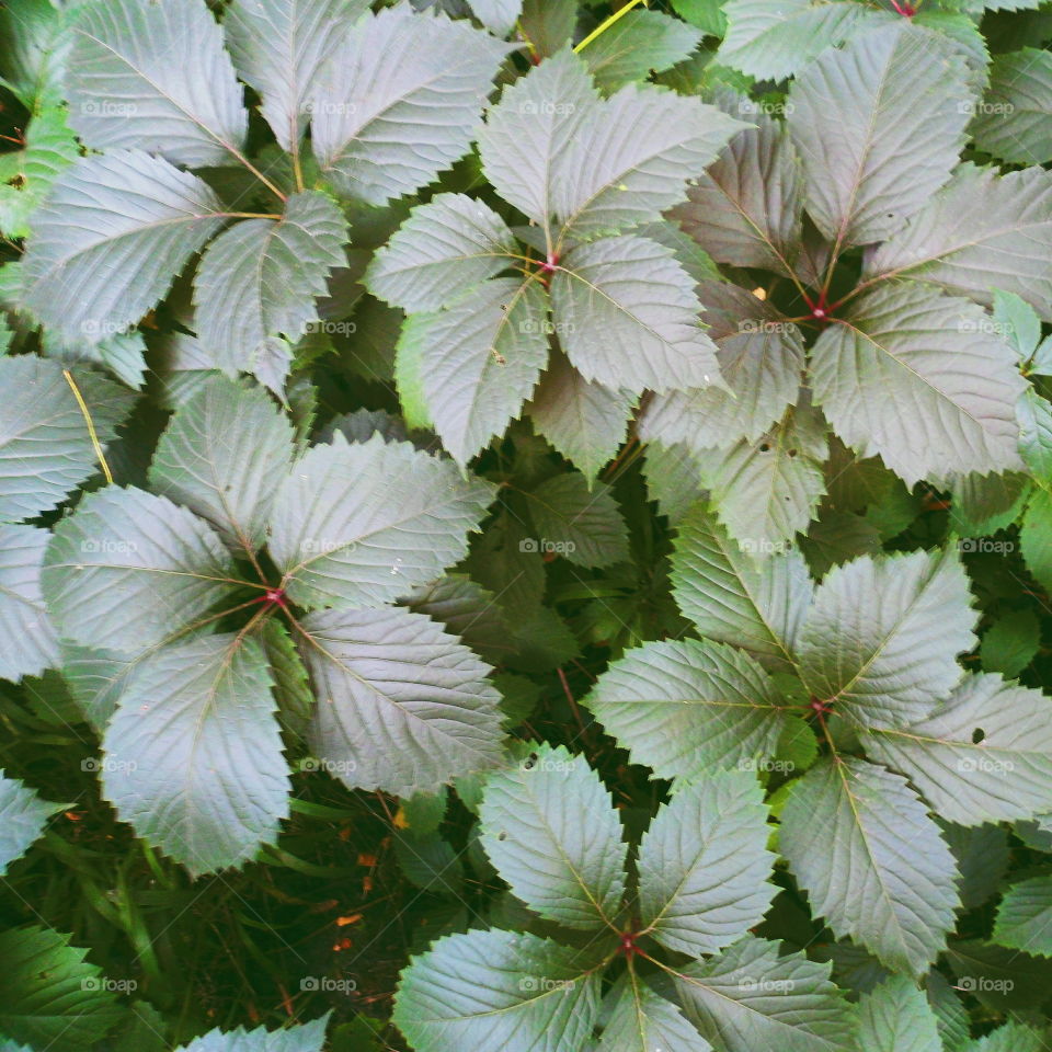 textured background of leaves of a plant