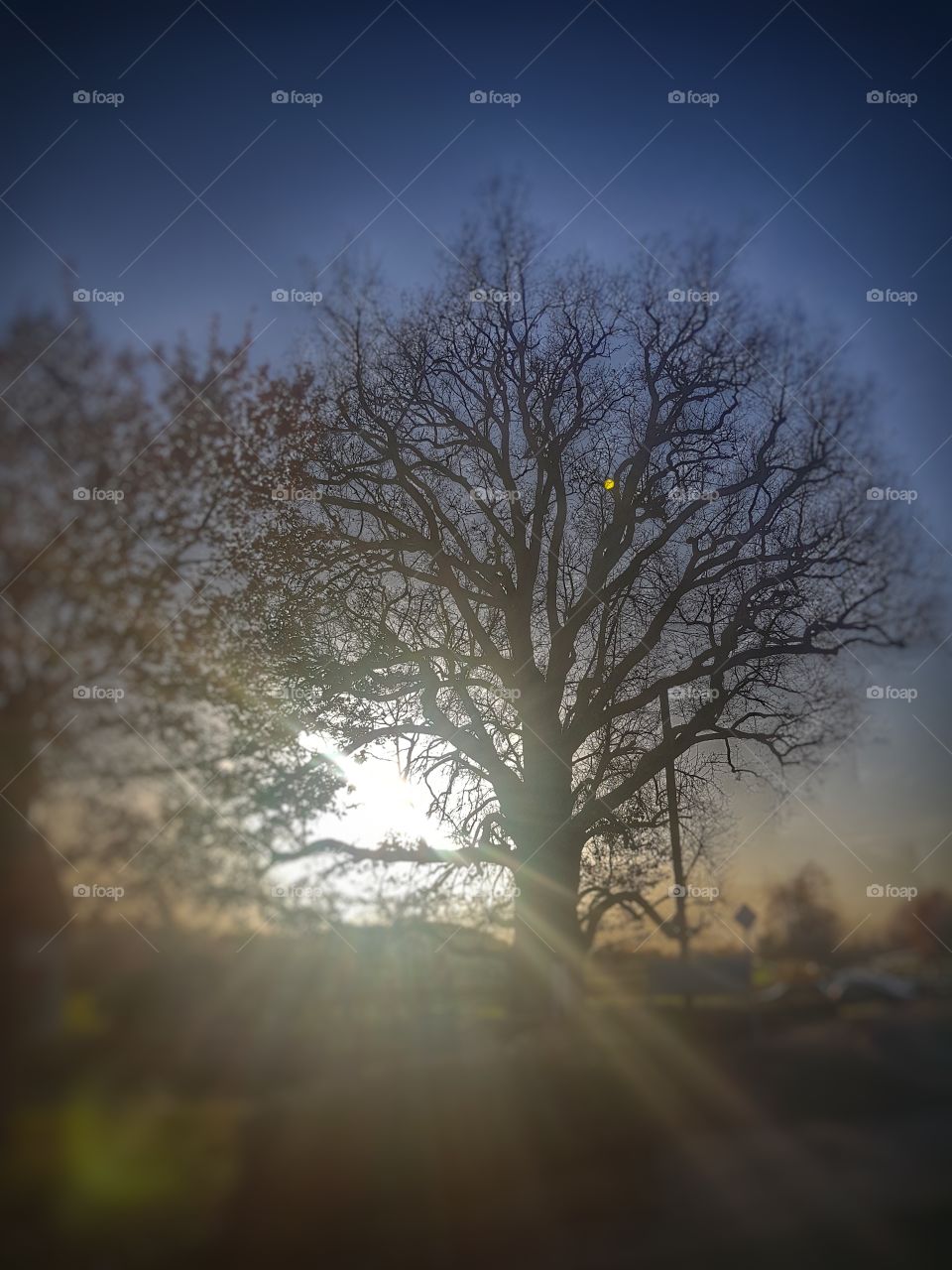 Sundown behind a tree