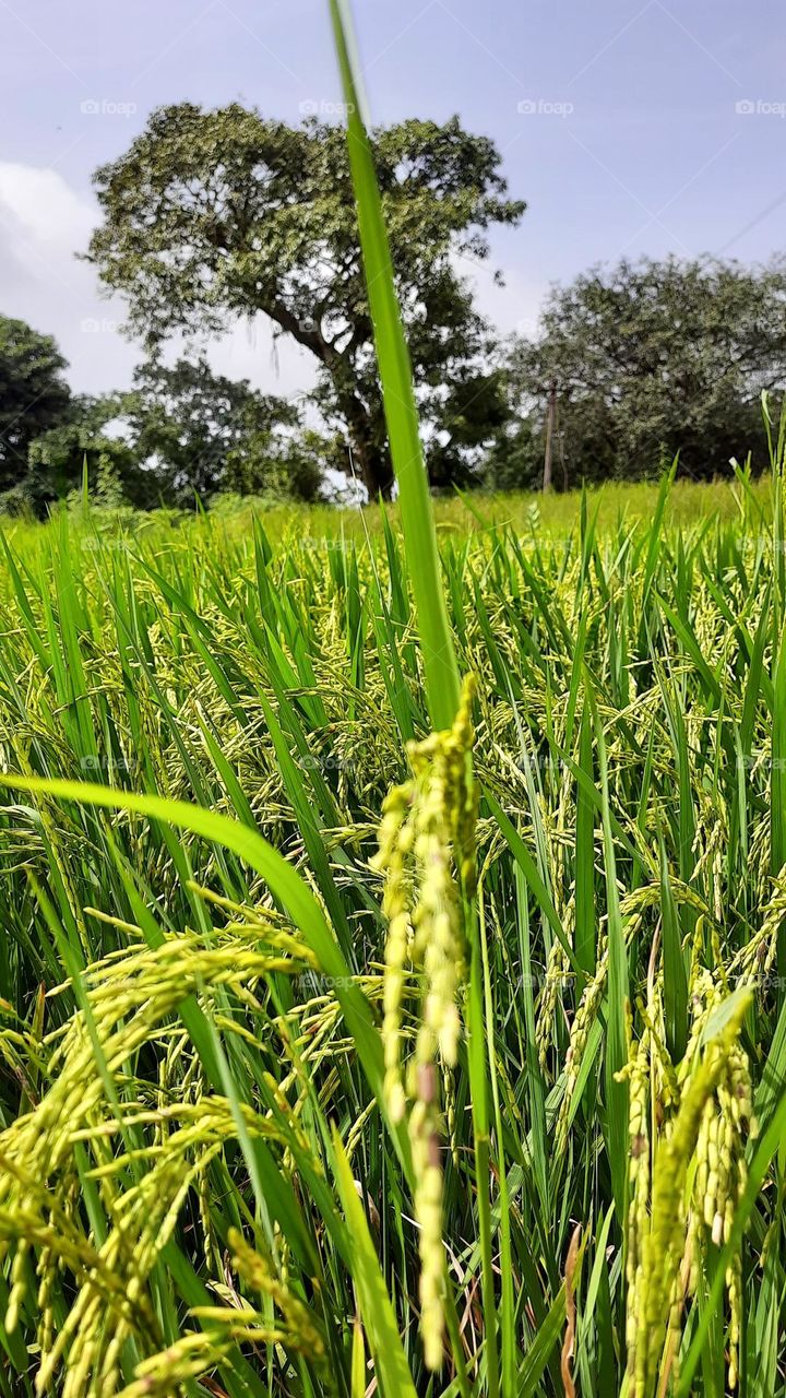 Beautiful Picture of Rice farm, Natural Photography