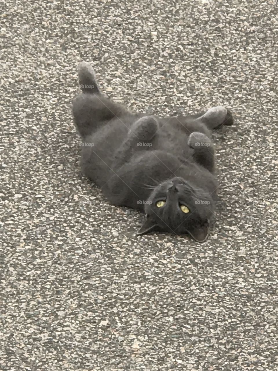 Gray Cat Resting