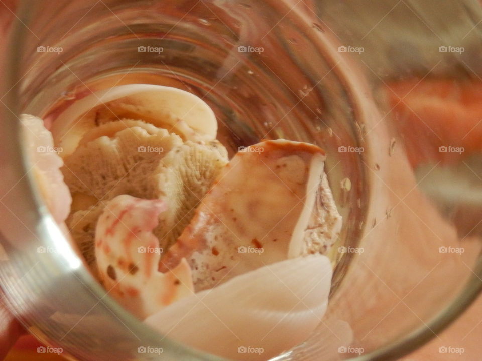 Collecting seashells and coral in a glass closeup detail conceptual background vacation photography 