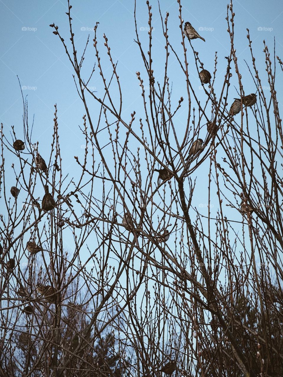 Birds are like buds on a tree