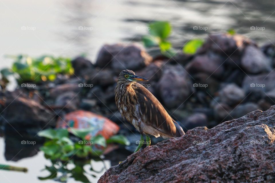 A beautiful close-up shot of a Pond Heron standing gracefully on a rocky surface near a calm waterbody