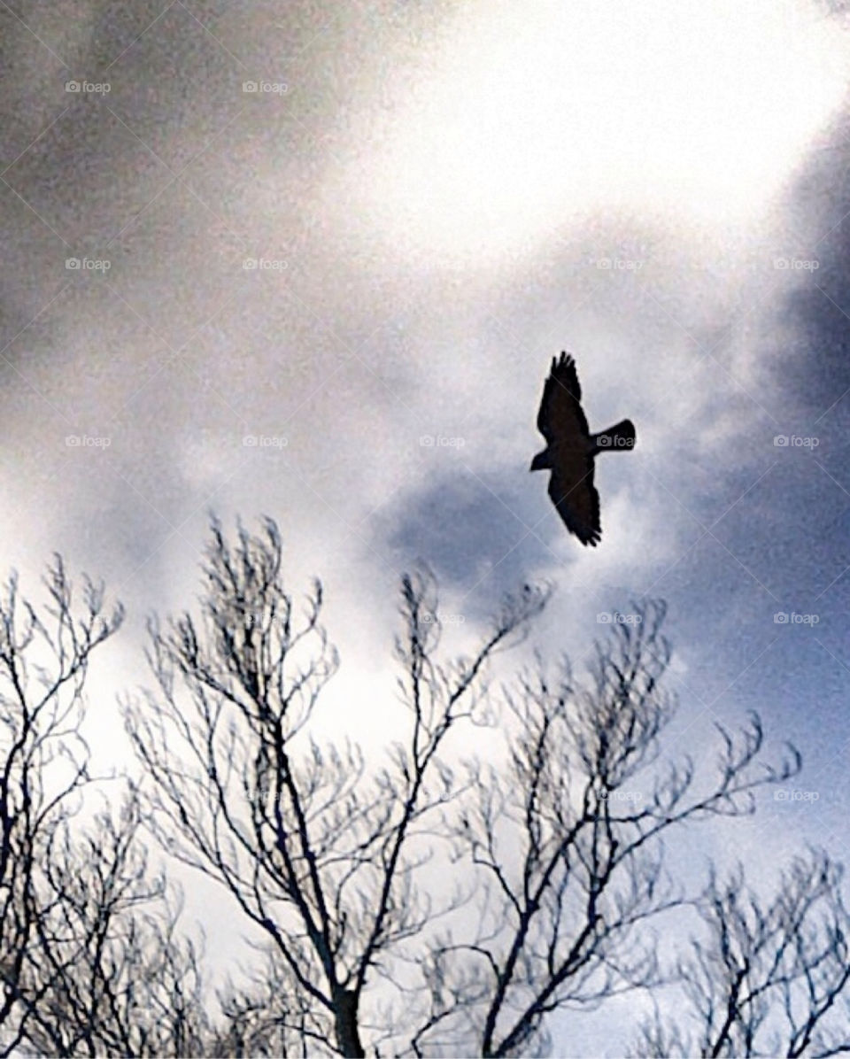 Buzzard in winter sky.