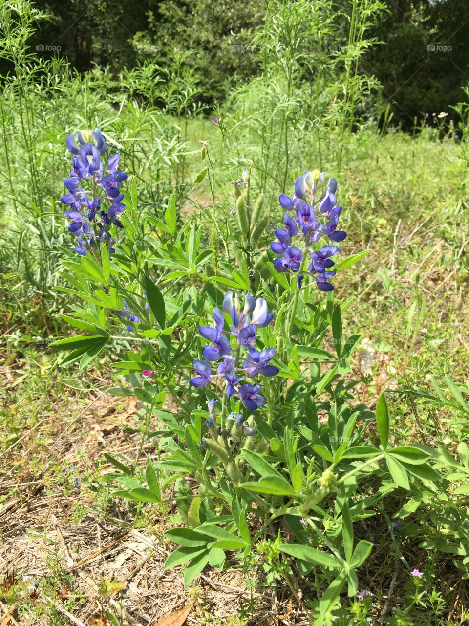 Bluebonnets