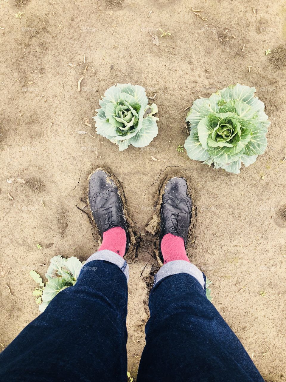 Cabbage sand feet Agricultura flowers
