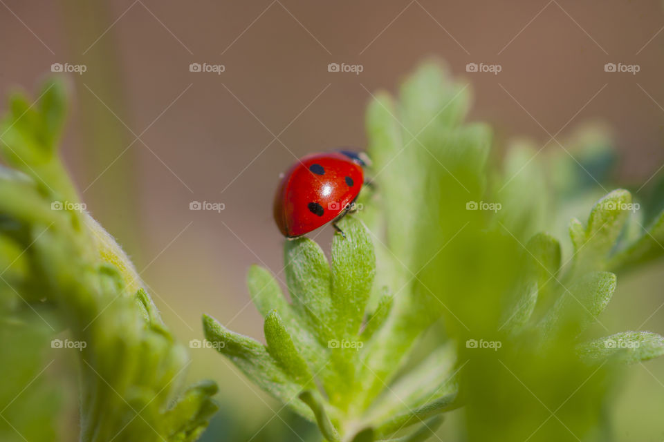 ladybird in green world