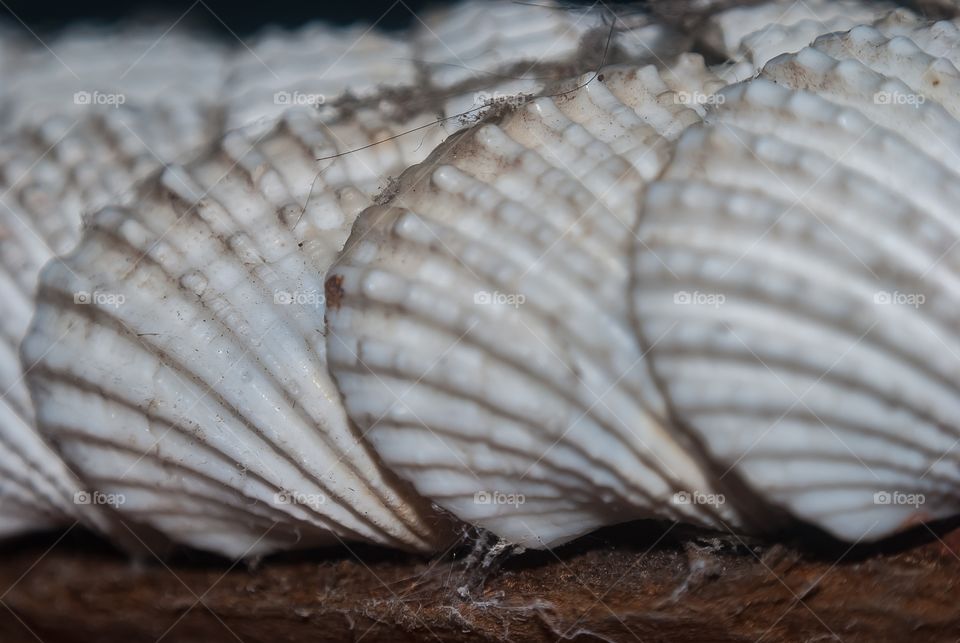 sea shells 