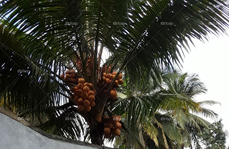 photo about king coconut. king coconut is a variety of coconut, native to Sri Lanka where it is known as thambili. sweeter than regular coconut. this location is very beautiful and attractive tree.
