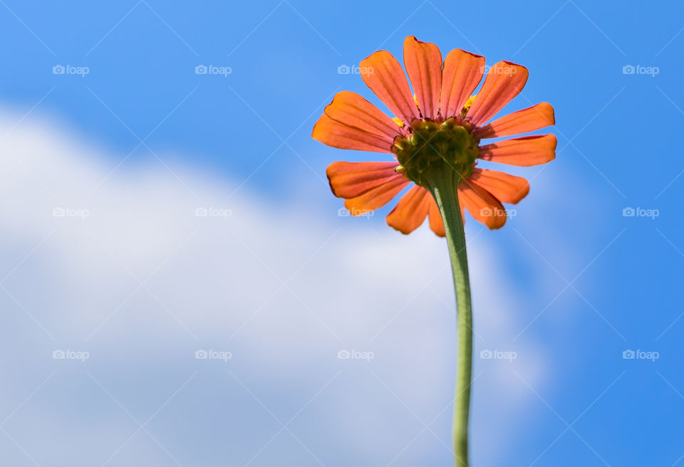 Low angle view of flower