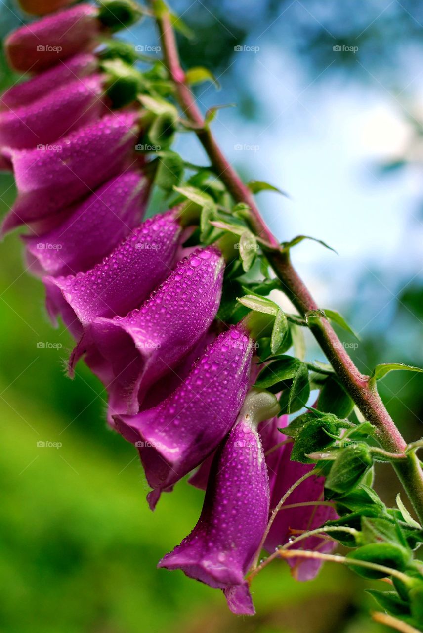 Pink Foxglove Flowers