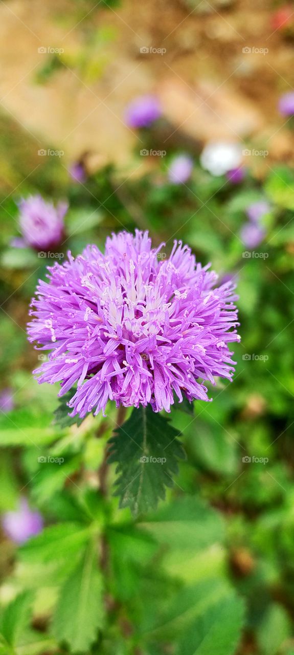 Violet beauty of Lark Daisy is having nice petals