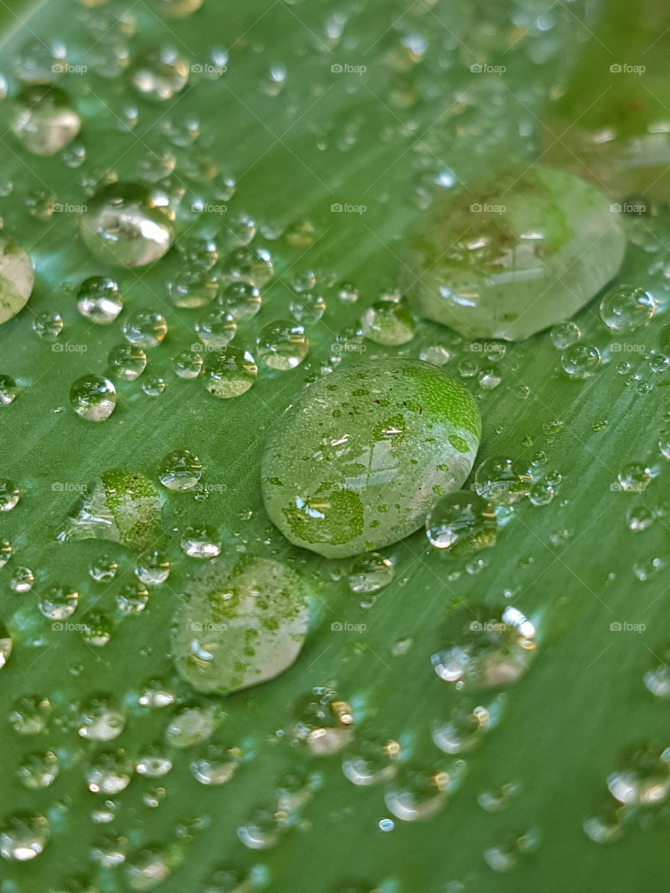 green leaf, water droplets