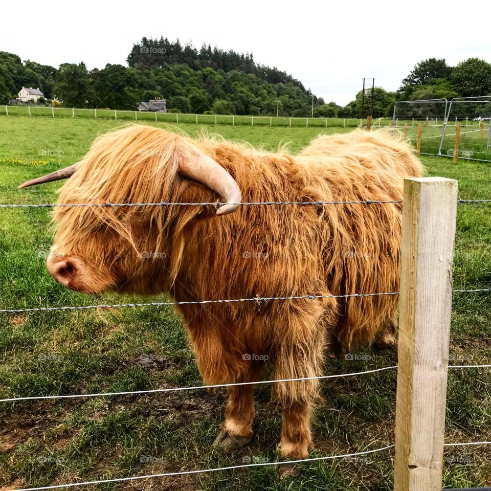 Hairy Coo