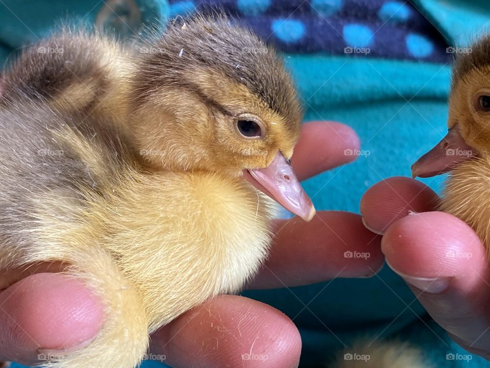 Duckling 