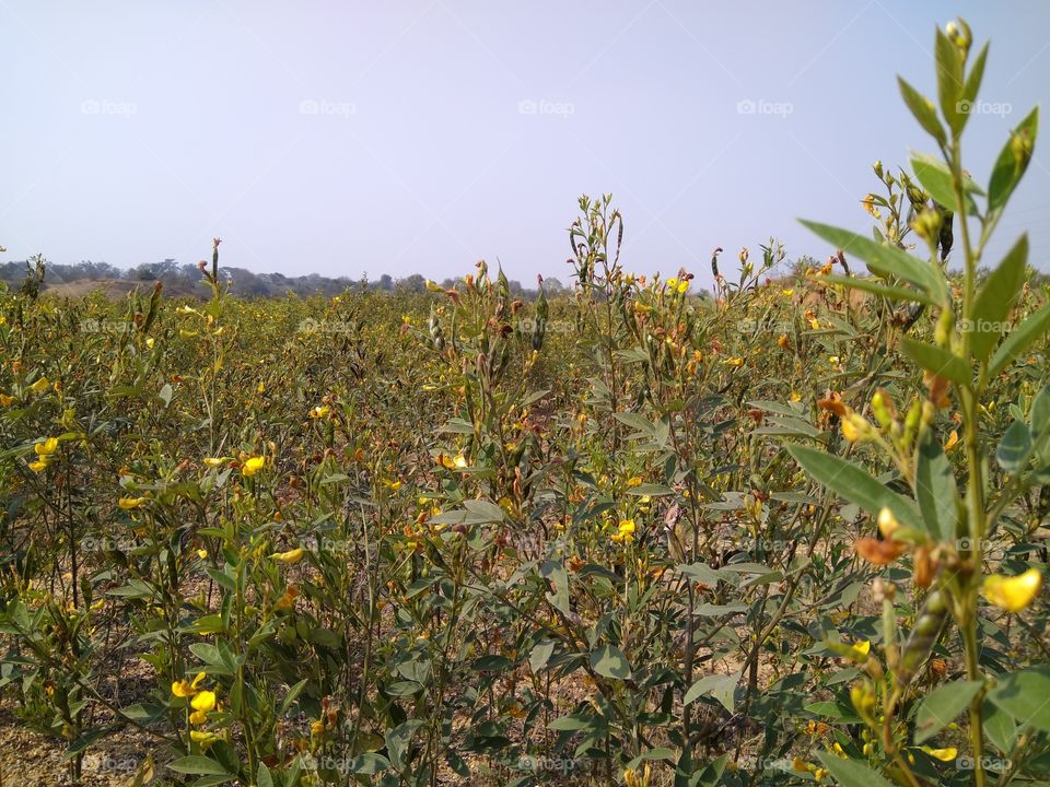 Pigeon pea farm.