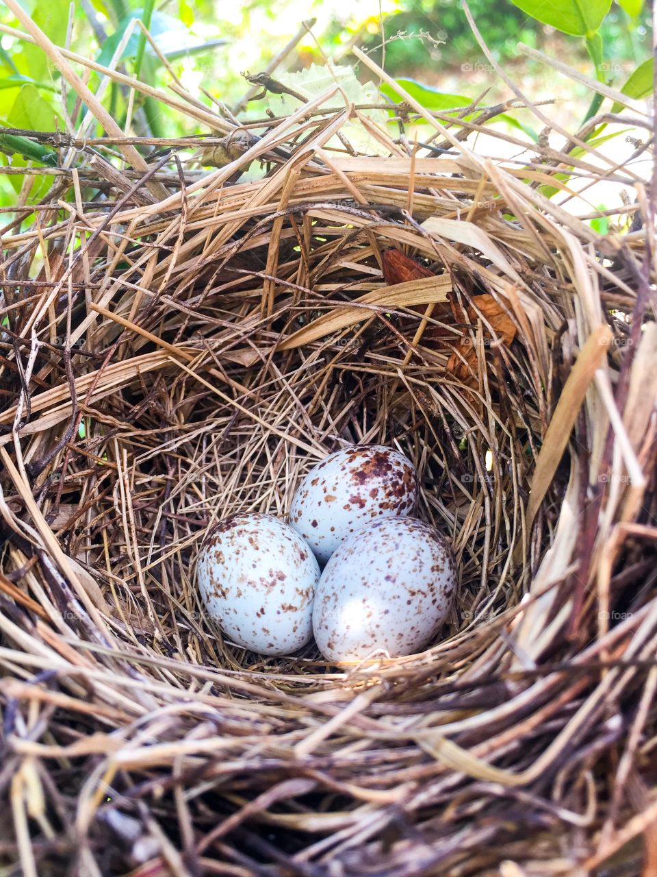 Bird eggs in a nest