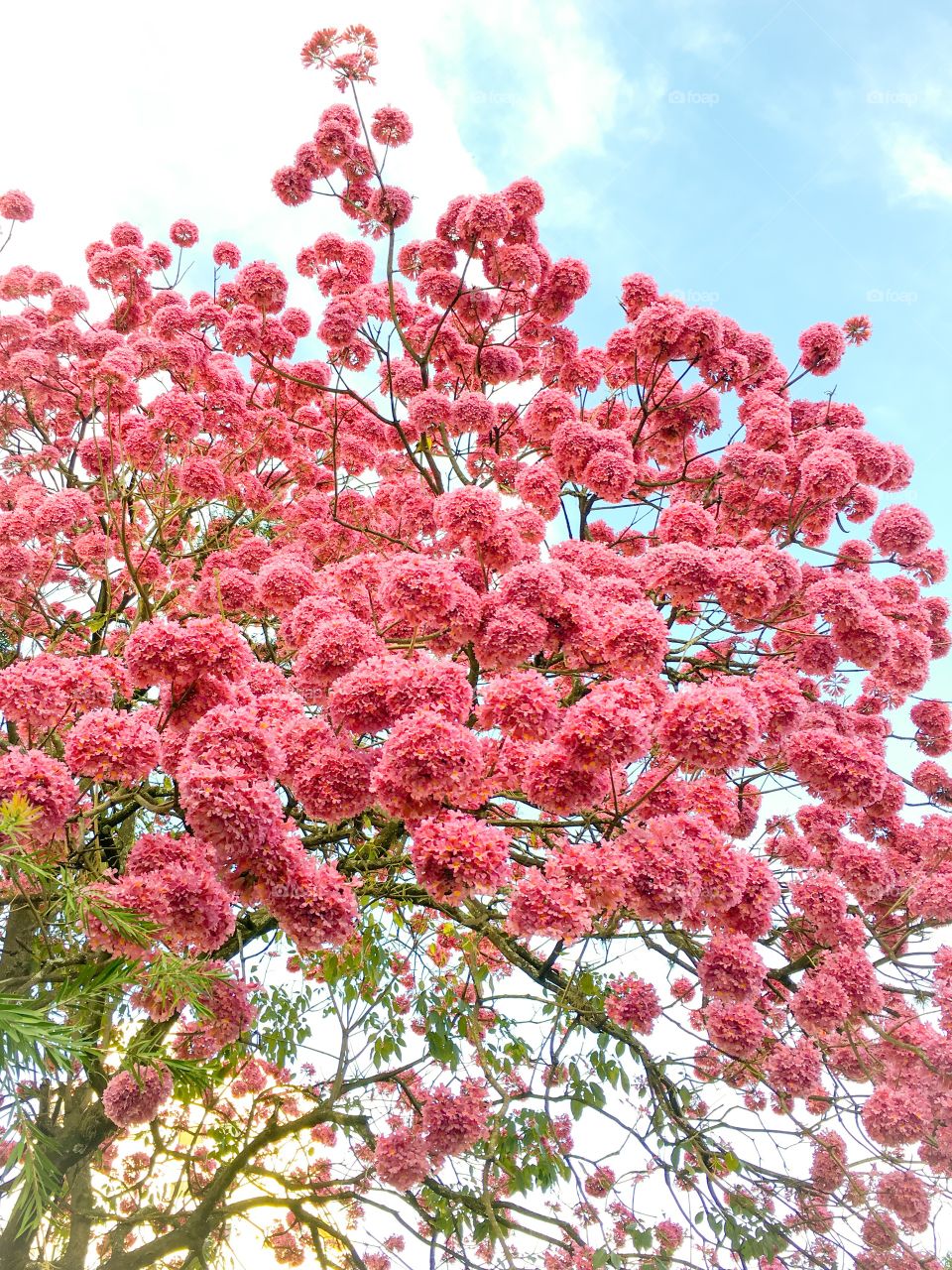 Pink flowering tree