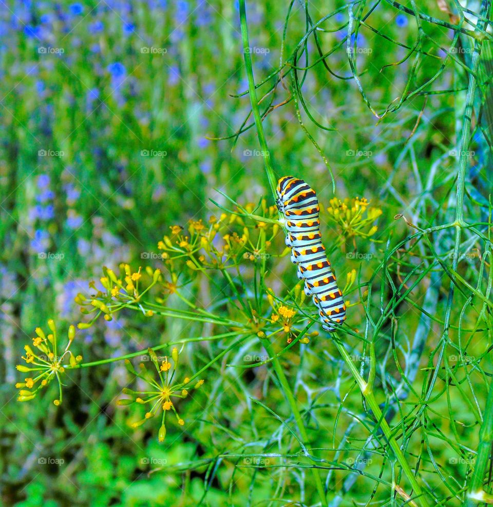 Caterpillar on plant