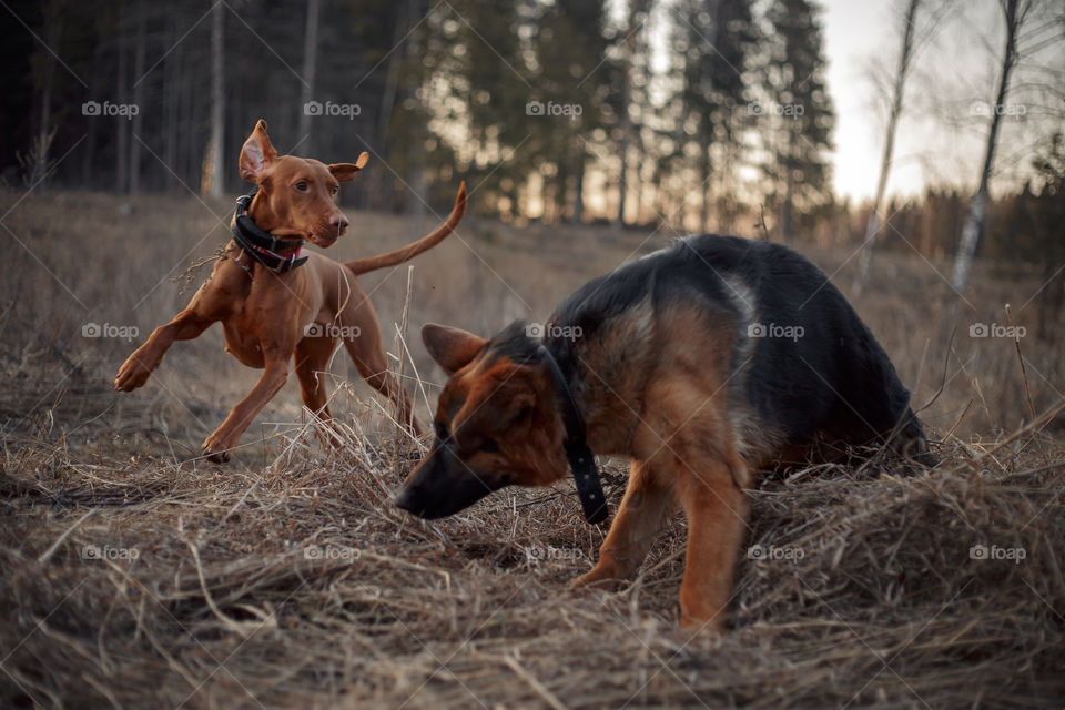 German shepherd young male dog playing with Hungarian vizsla dog outdoor at a spring evening