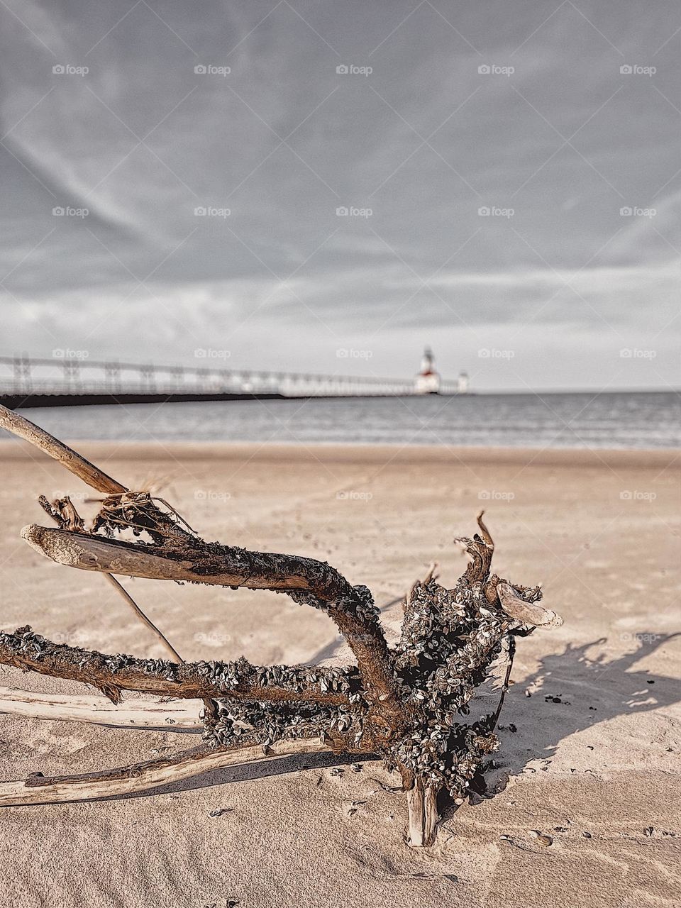 Dead driftwood on a beach, Sandy beach with driftwood, lighthouse in the background, driftwood in the focus of the beach, focused on the foreground, beautiful beach scene, landscape photography 