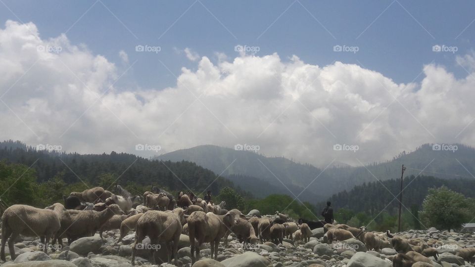 Shefereds grazing their cattle in "Hirpora" village on Mughal Road Shopian Side of Kashmir(India) in commencement of SUMMER Season .....