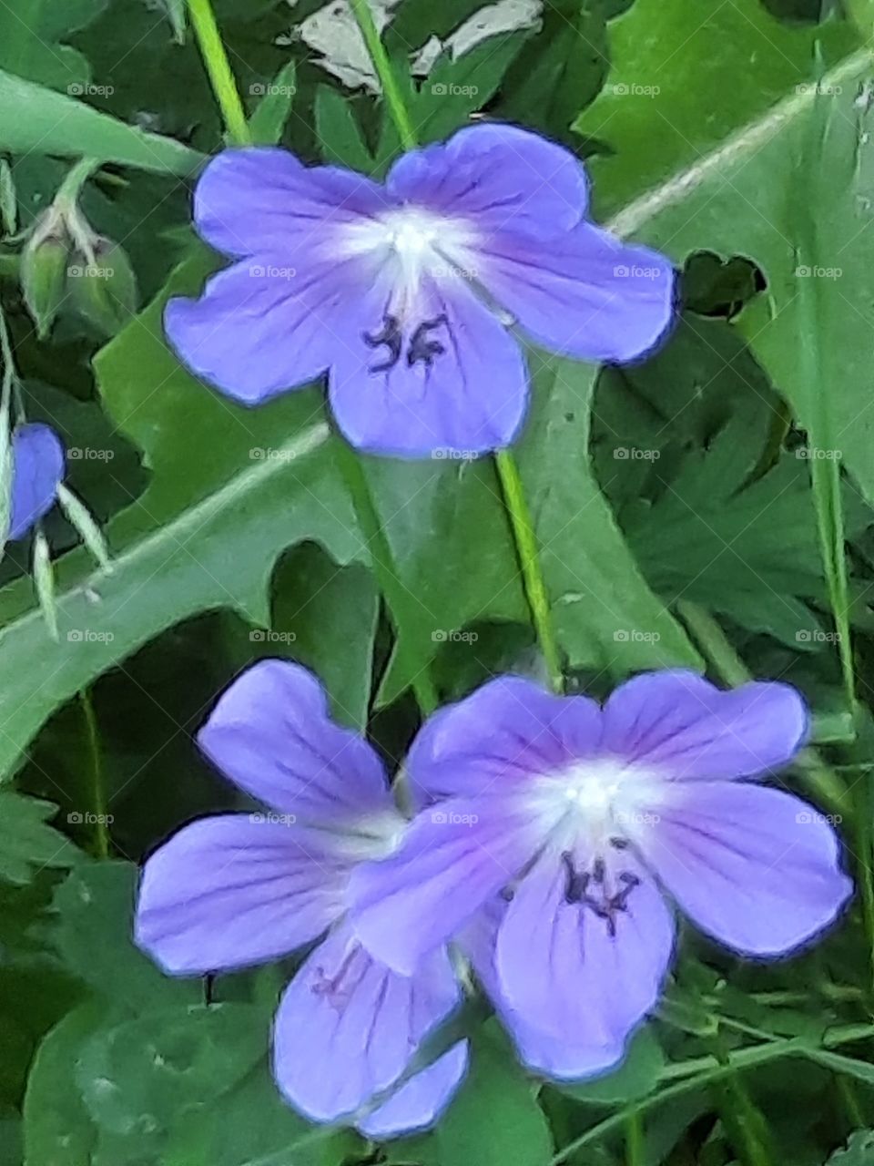 blue geranium flowers on green  background