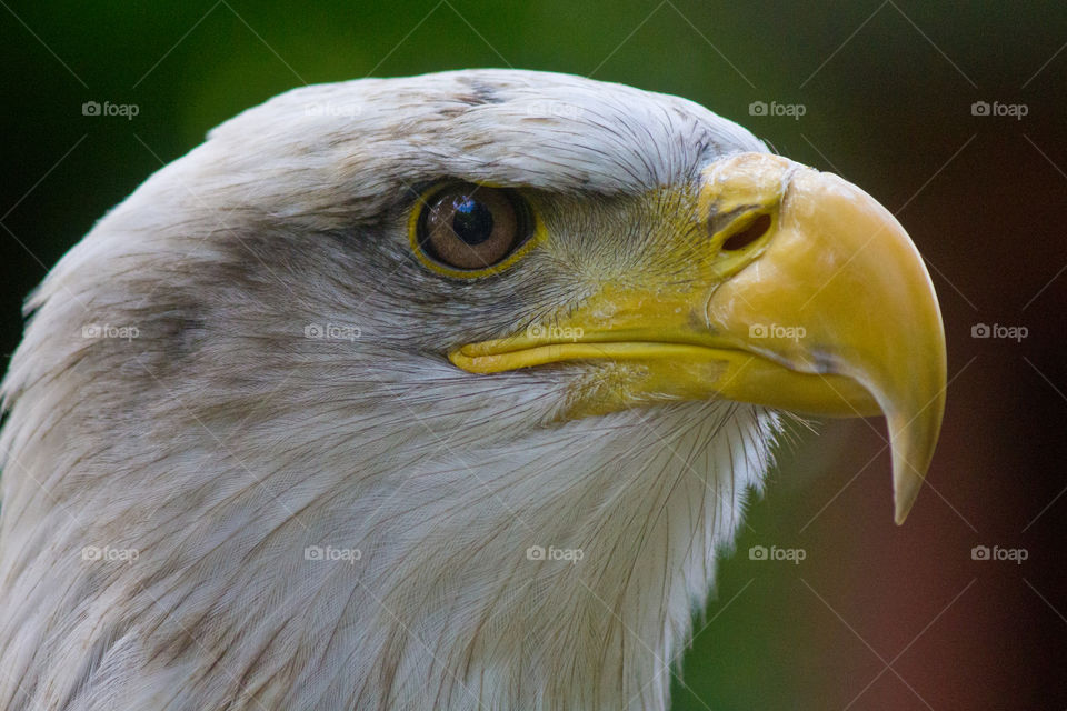 Bald eagle